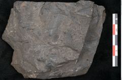 Foto (Detailansicht) von Thinnfeldia australis Ettingshausen (NHMW-GEO-2024-0188-10312)